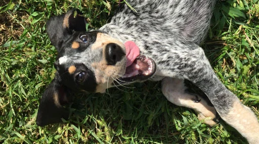 Nola at 8 months old Nola at 8 months old