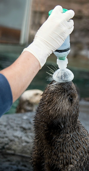 Mishka the sea otter