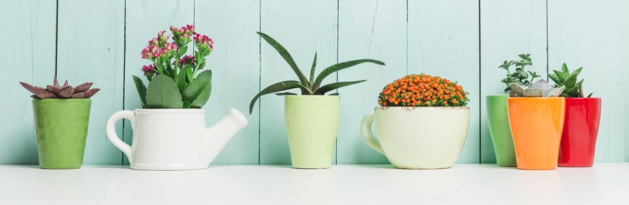 Collection of little potted plants